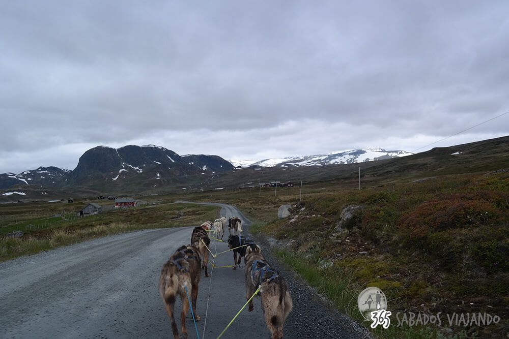 perros en Noruega