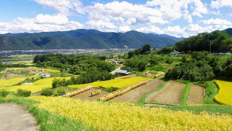 terrazas de arroz Japón