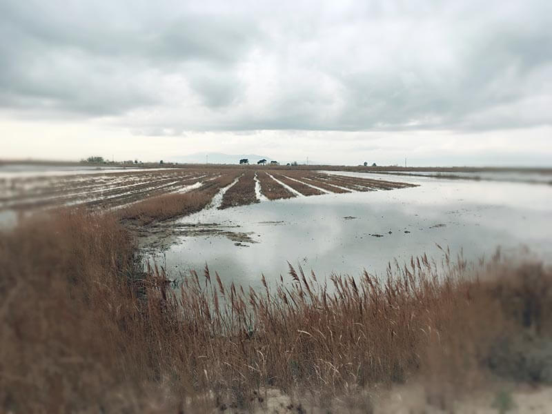campos de arroz delta del ebro