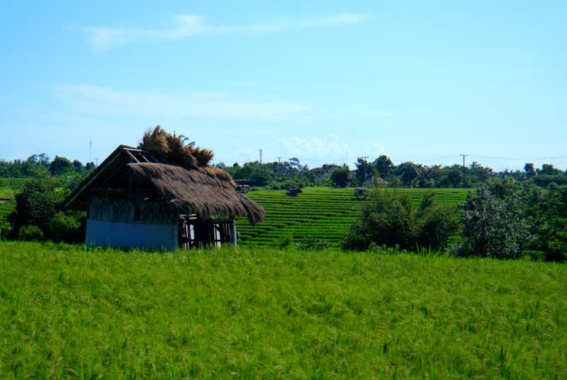 arrozales balineses
