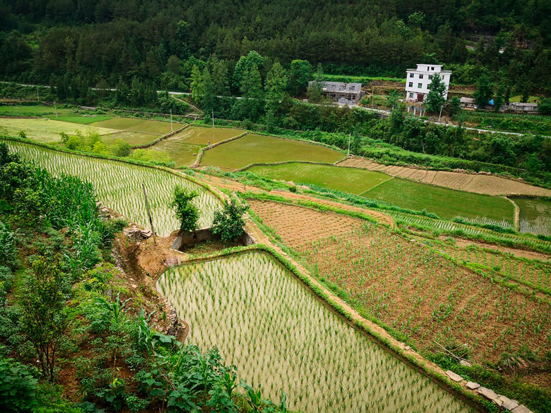 terrazas de arroz China