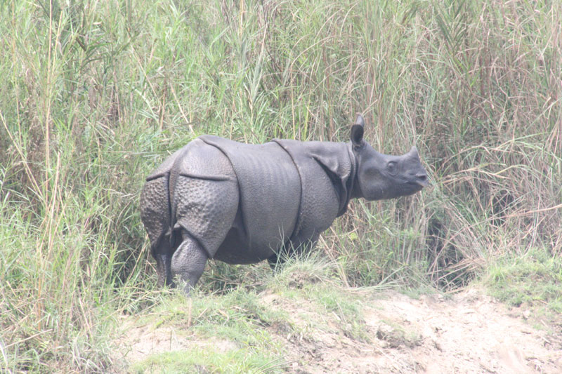 rinoceronte indio nepal