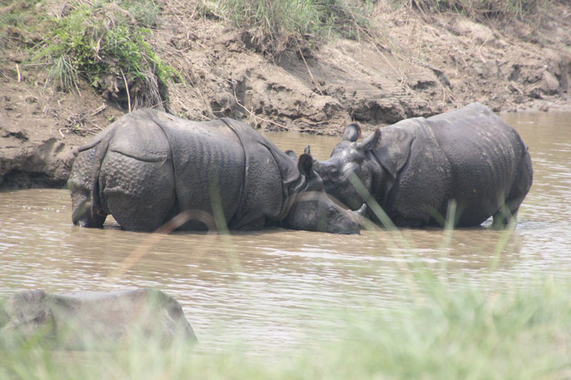 rinocerontes Nepal