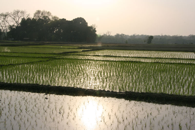 Terrazas de arroz chitwan
