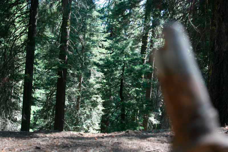 Los bosques de la sequoia national park son los más espectaculares de estados unidos
