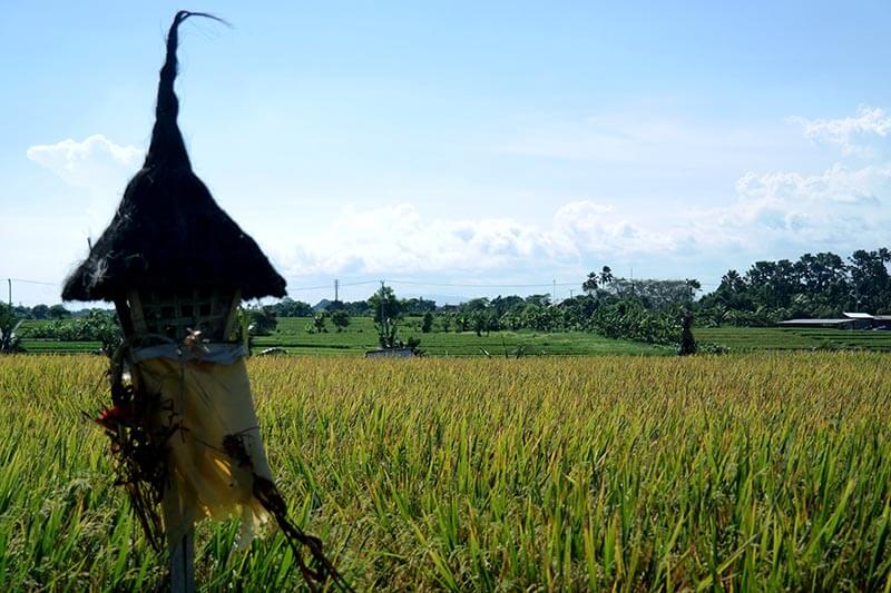 arrozales lugares turísticos de bali