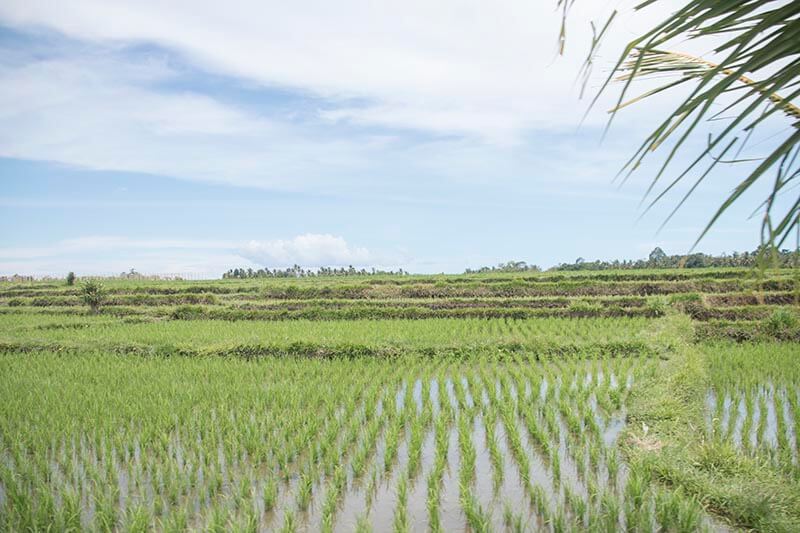 visitar bali, arrozales cerca de ubud, indonesia
