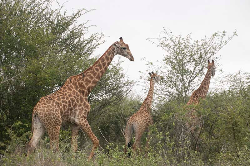 jirafas en kruger national park