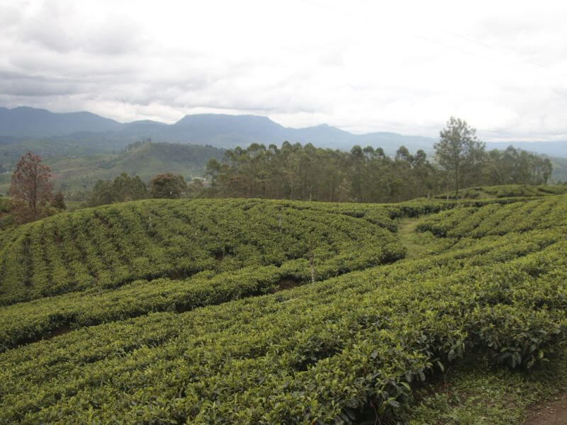 que ver en ella Sri Lanka visitar viaje con niños