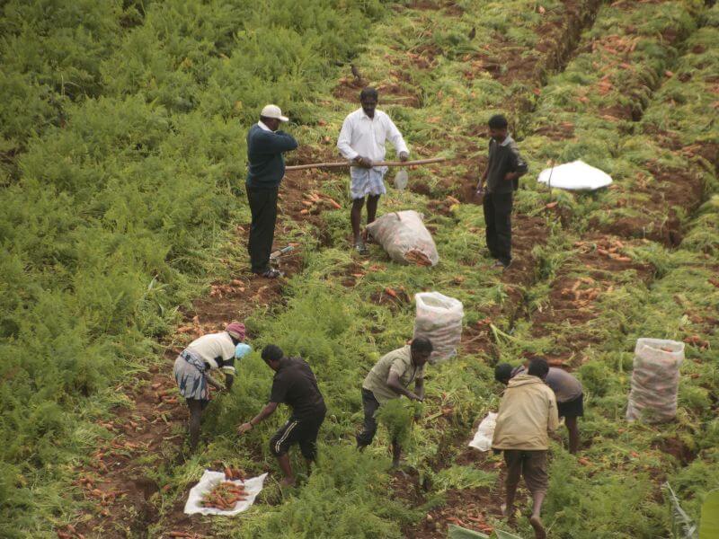 qué ver en Nuwara Eliya en un día