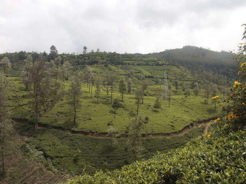 Nuwara Eliya plantaciones de té Guía