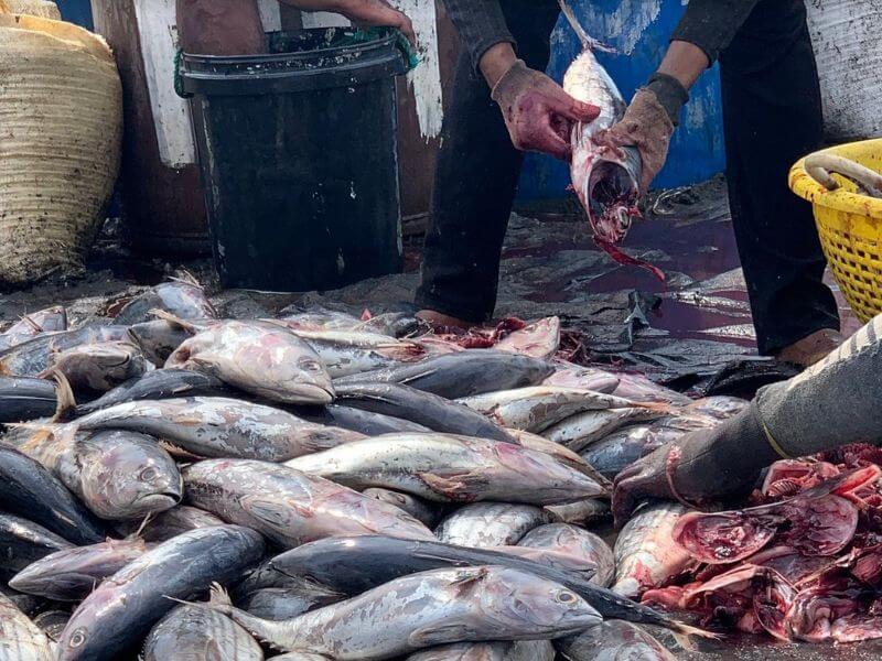 Negombo Sri Lanka turismo