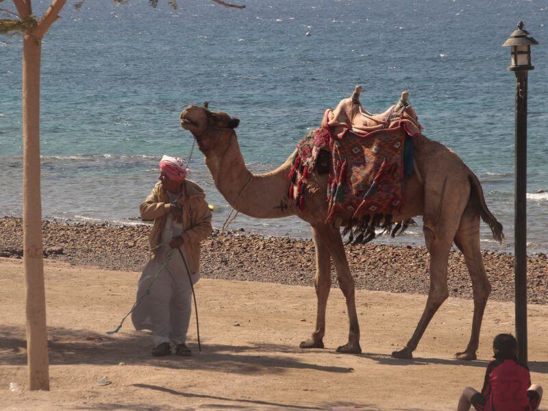 que ver en aqaba jordania